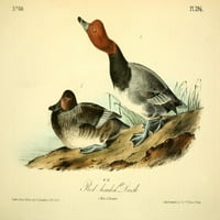 Plakat s patkom crvene glave ptice Amerike JRR TolkienaJ. J.-što? Audubona