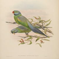 Ptice Azije, plakat gospođe Lejard papagaj, gravura Johna Goulda