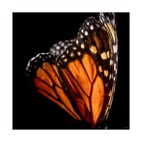 Gordon Semmens 'Monarch Butterfly 04' platno umjetnost