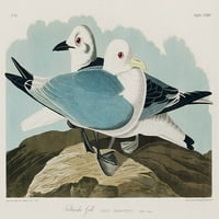 Ispis plakata galeba Kittivijka Johna Jamesa Audubona 53549